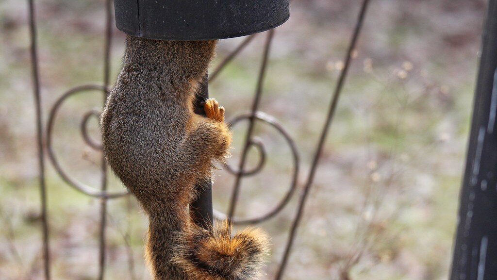 Squirrel beneath custom baffle designed to protect bird feeders
