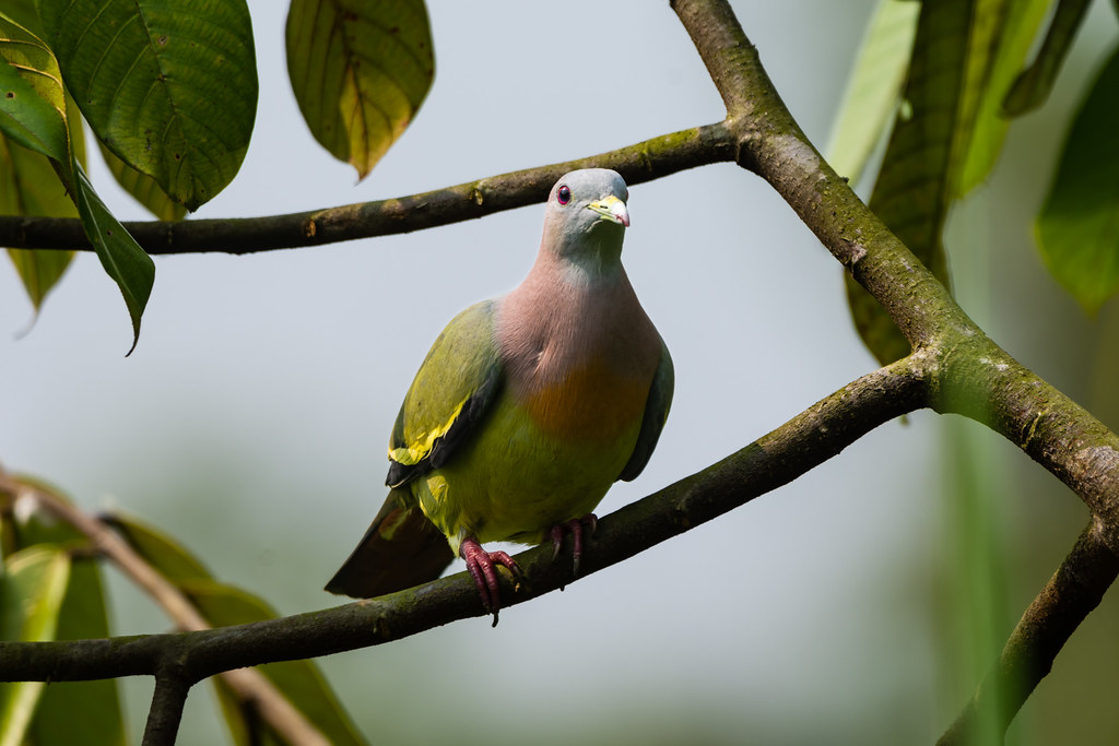 A Pink-necked green pigeon is perched on a branch, looking down.