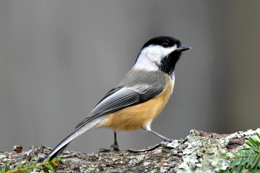 A Black-capped Chickadee on a lichen-covered branch in natural habitat.