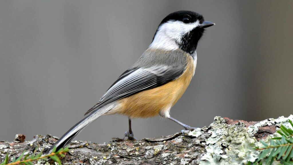 A Black-capped Chickadee on a lichen-covered branch in natural habitat.
