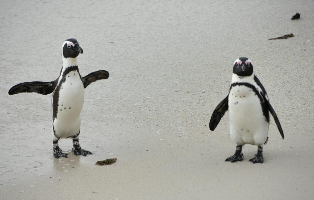 Two African Penguins standing on the sandy beach.