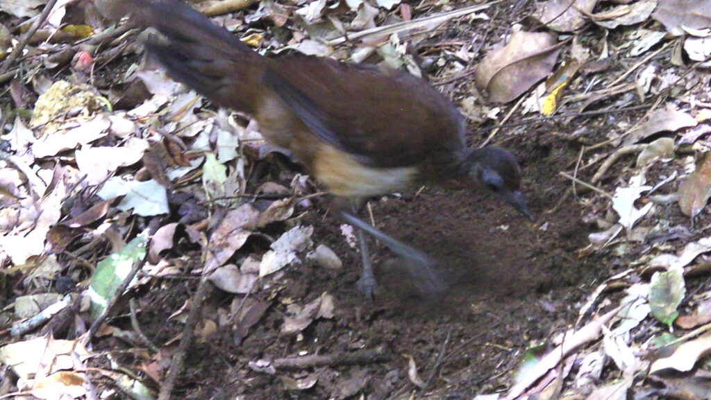 lyrebird foraging by digging into the ground