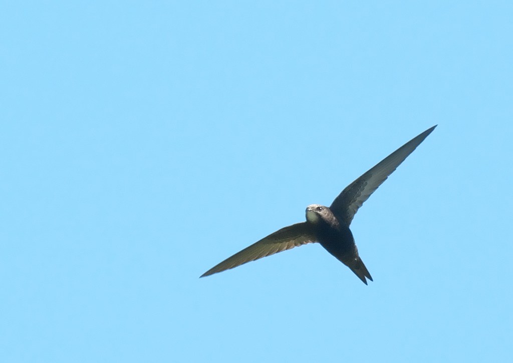 A Common swift with dark plumage soars against a clear blue sky.