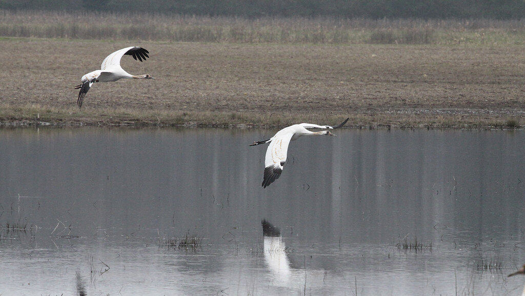 Two juvenile Whooping Cranes flying over water