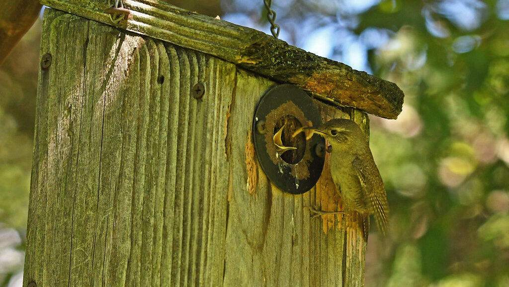 Wren feeding its young through the entry hole of a wooden nesting box