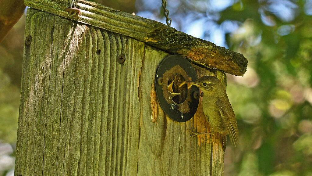 Wren feeding its young chick inside a wooden nesting box