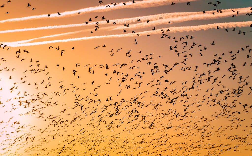 flock of birds migrating