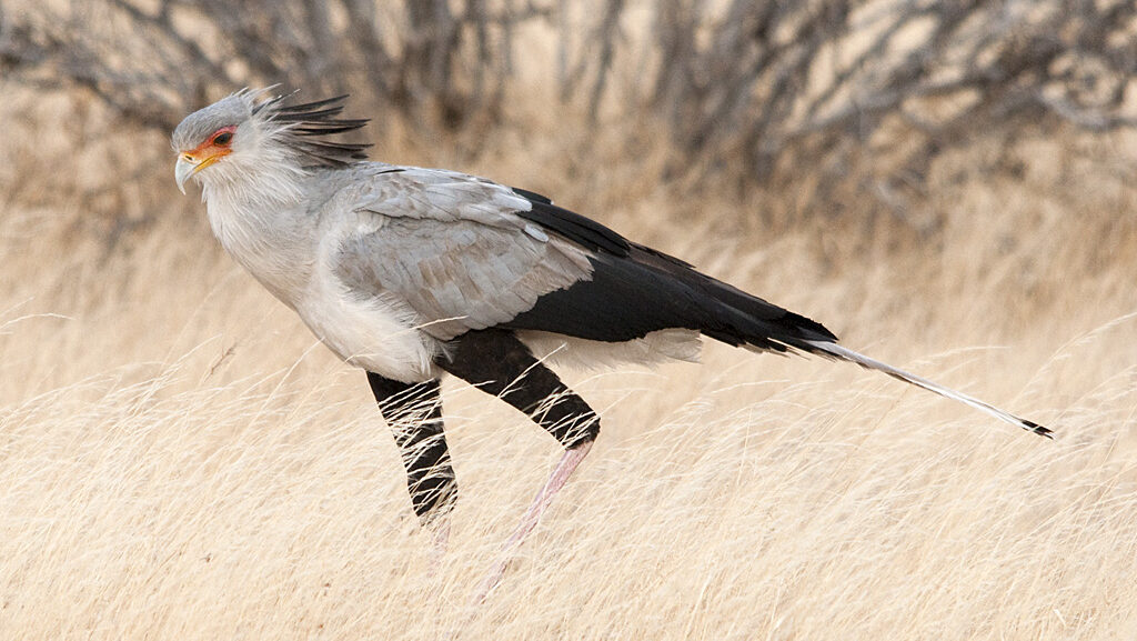 A Secretary Bird with dark legs and a long tail walks through tall, dry grass.