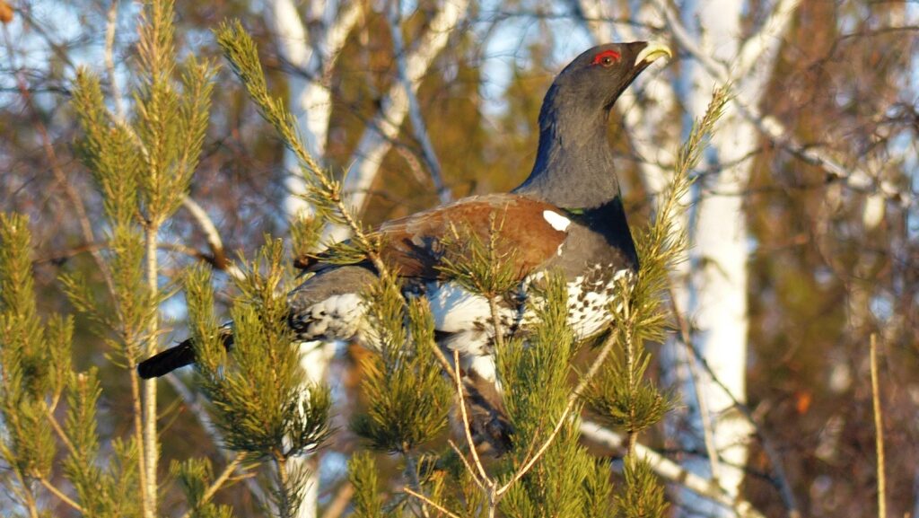Capercaillie perched among pine tree branches