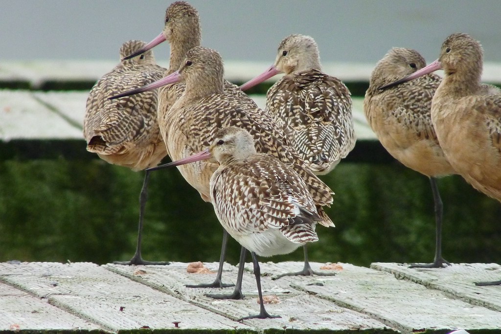 Bar-tailed godwits with patterned feathers stand on wood.