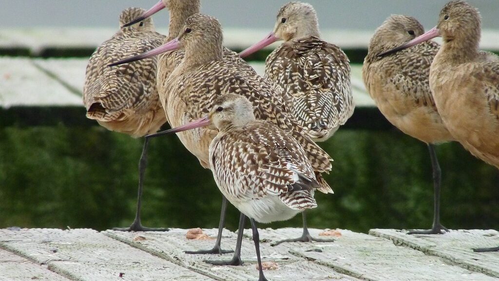Bar-tailed Godwits standing on a boardwalk at a marina