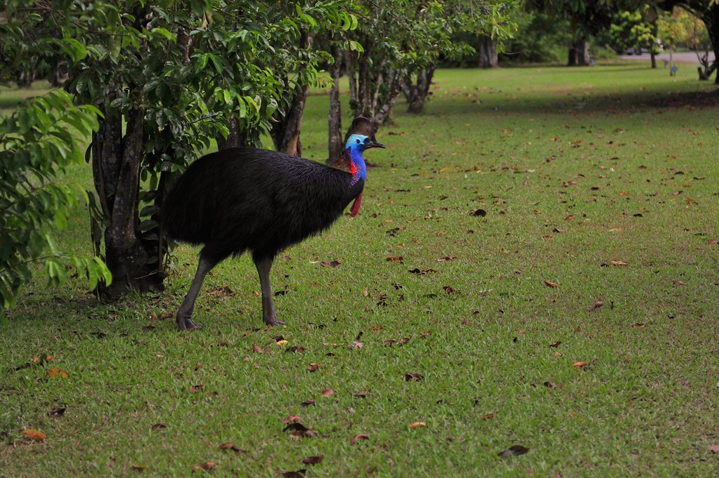 A southern cassowary with a blue neck and red wattle walks on grass.