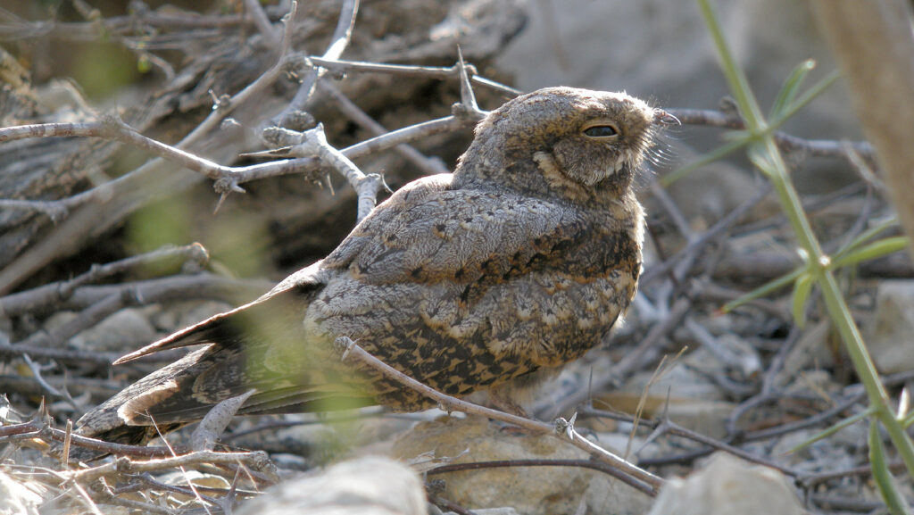 Nightjar blending into a rocky terrain, with dry twigs and rocks
