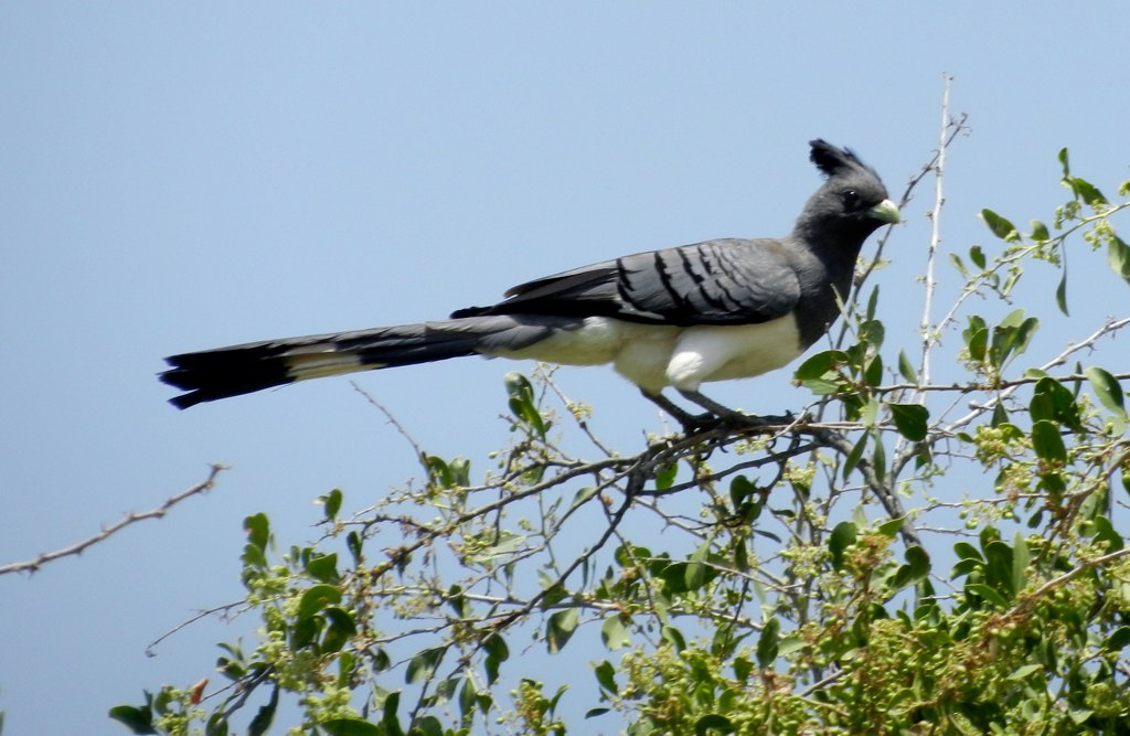 A White-bellied Go-away-bird with a long tail perches on a branch.