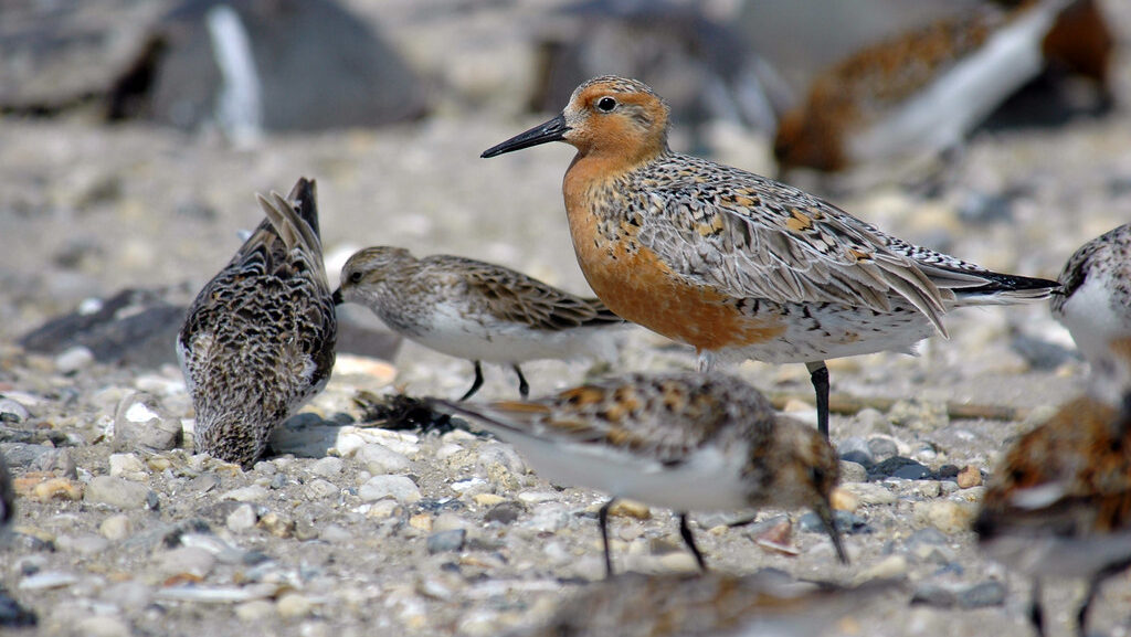 A Red Knot displays its reddish-brown plumage amidst a flock on a pebbled shore.