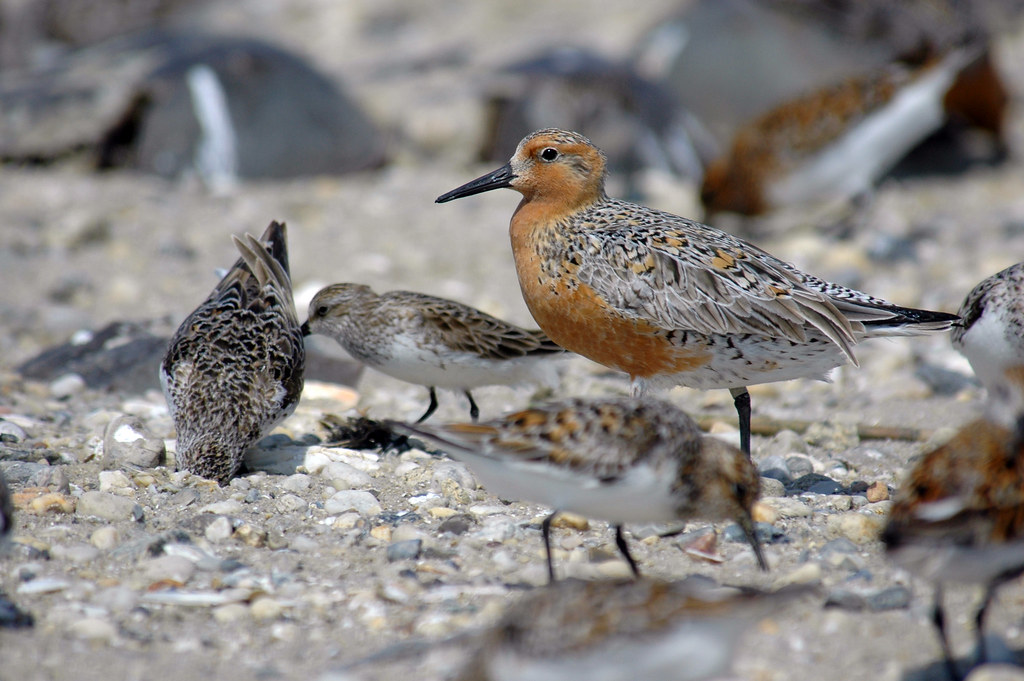 A Red Knot displays its reddish-brown plumage amidst a flock on a pebbled shore.