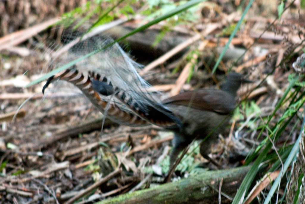 A Lyrebird displays its unique tail feathers while walking on the forest floor.