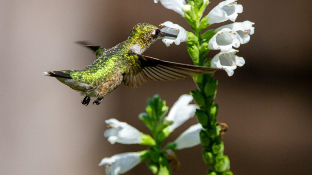 Juvenile hummingbird feeding on nectar from a white flower