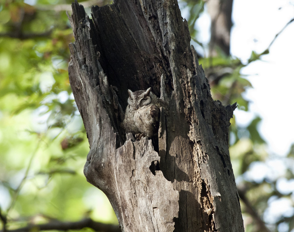 An Indian Scops Owl is camouflaged in a tree hollow.