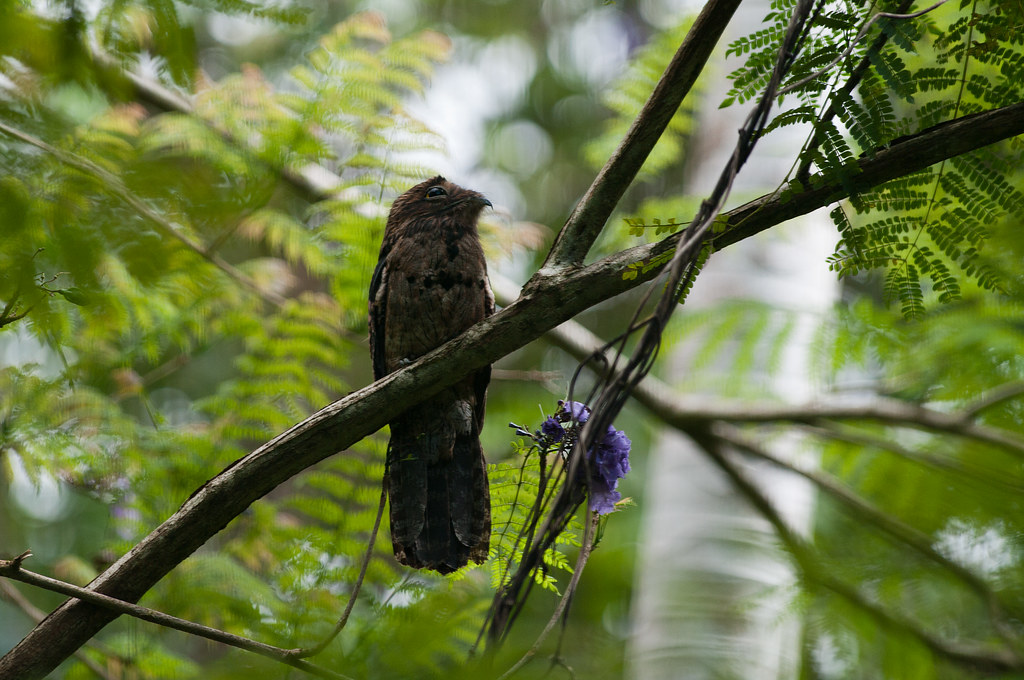 A Potoo bird perched on a branch among green foliage.