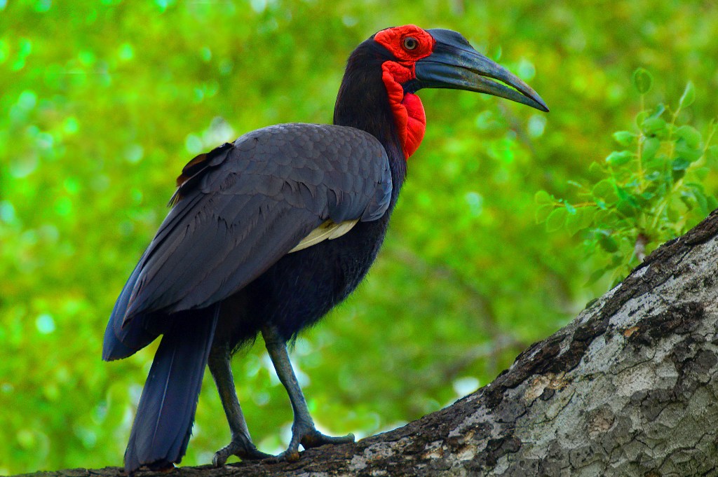 A Southern Ground Hornbill looks to the left.