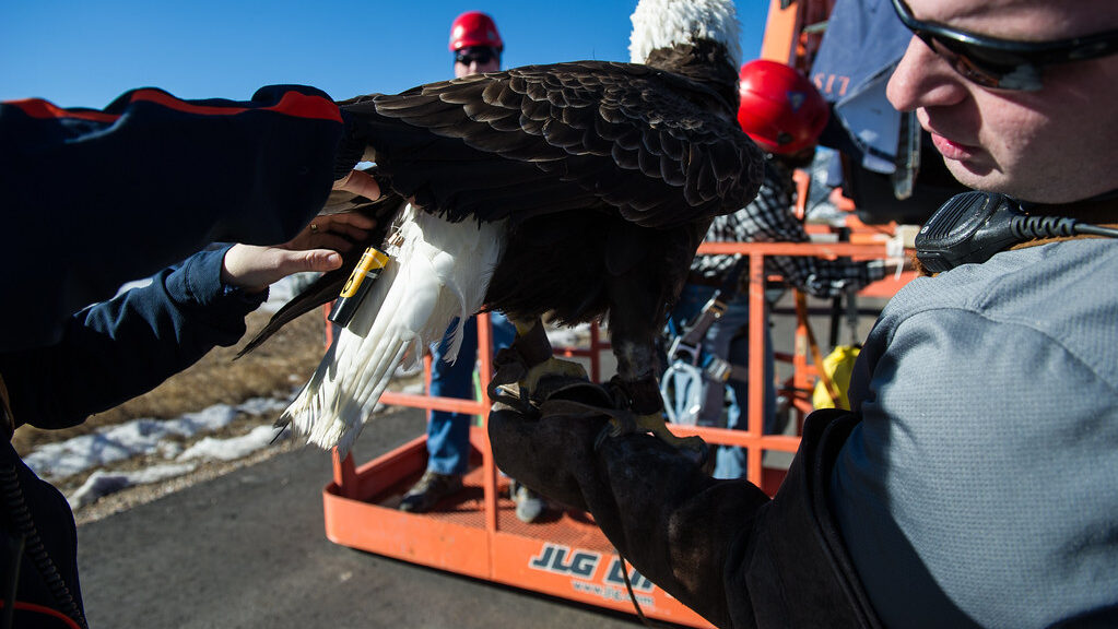 Man holding a tagged eagle with GPS tracking device on its back