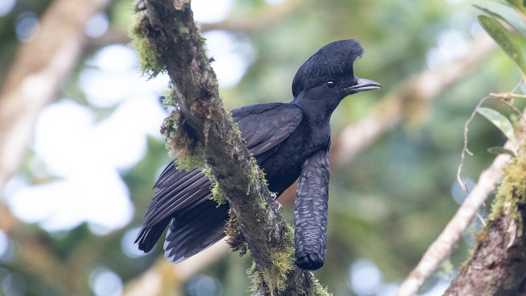 Side view of Long-wattled Umbrellabird on mossy branch displaying wattle and crest