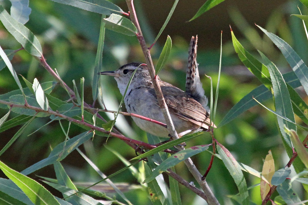 A Marsh Wren perches among branches.