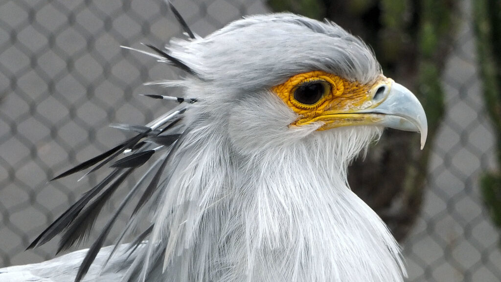 A Secretary Bird's profile shows its grey feathers, orange eye patch, and hooked beak.