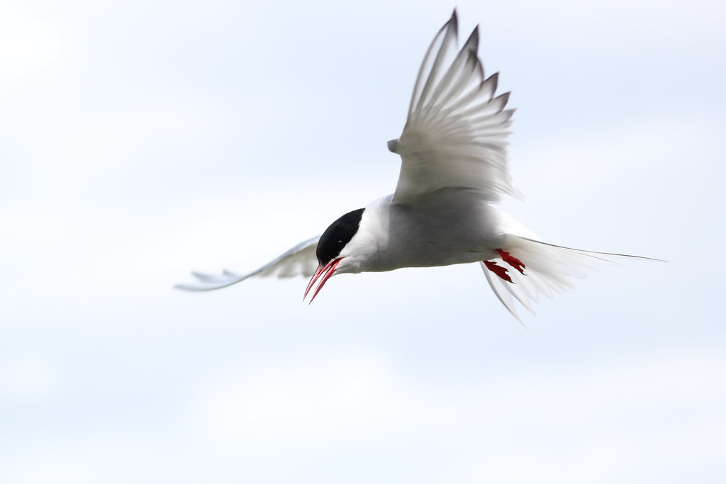 An Arctic tern dives with its wings angled downward against a bright sky.