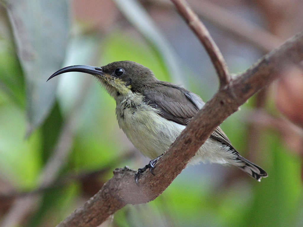 A Loten's Sunbird with dark plumage and a long curved beak perches on a branch.