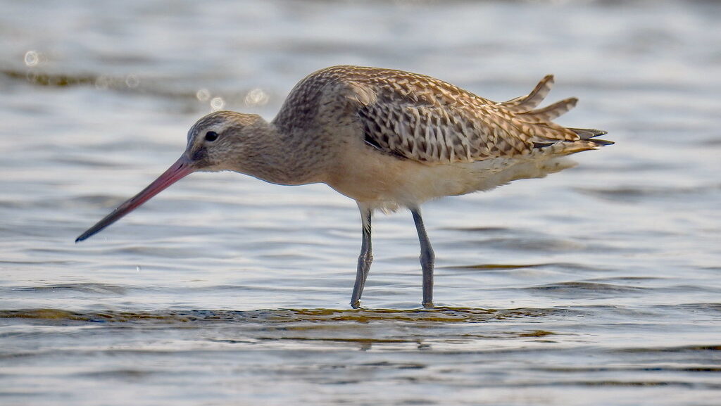 Bar-tailed Godwit walking through shallow water while foraging for food