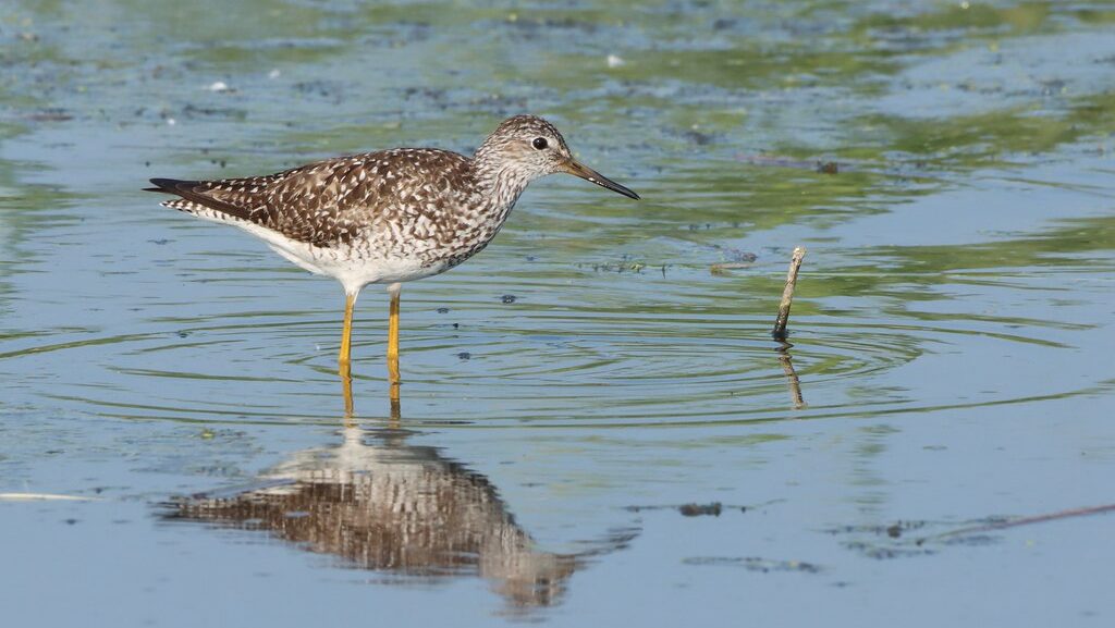 Lesser Yellowlegs in shallow water, hunting for food