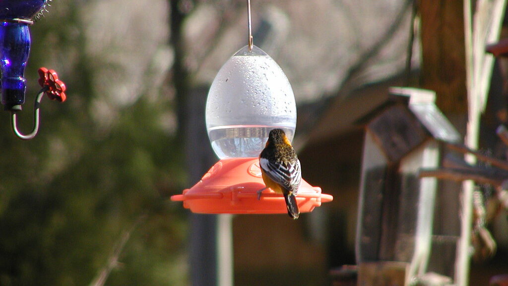 Oriole drinking water from hanging feeder in backyard garden