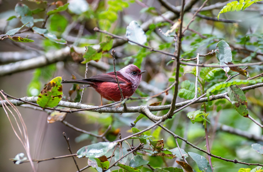 A vibrant Pink-headed Warbler is perched on a branch, its eyes open.