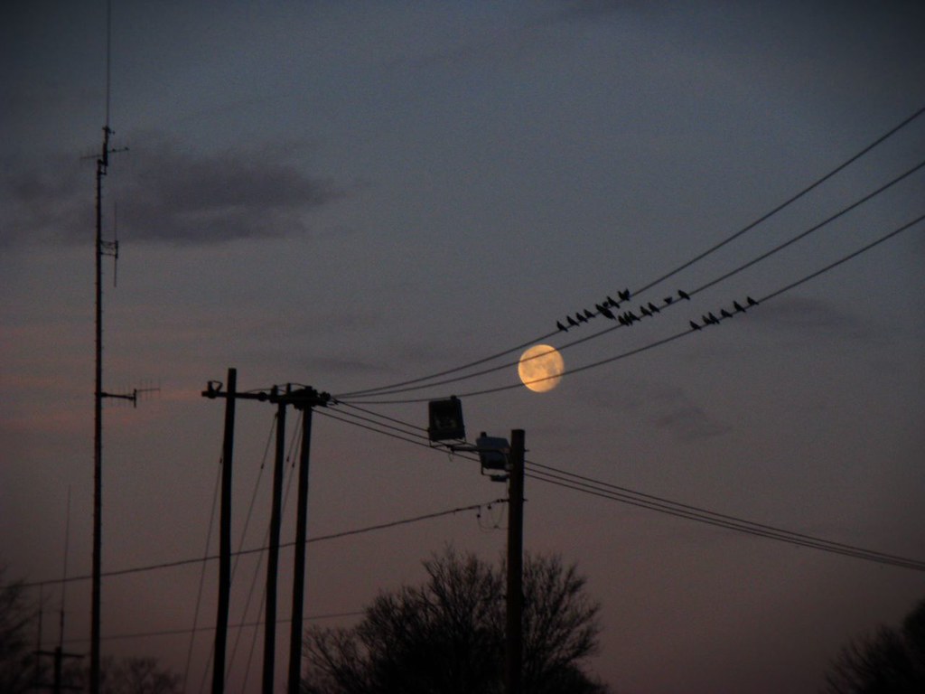 Silhouetted birds perch on power lines against a softly glowing full moon in the twilight.