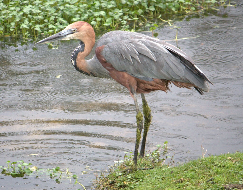 A Goliath Heron stands tall in the rain.