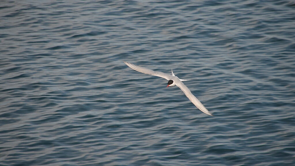 Arctic Tern flying above the sea