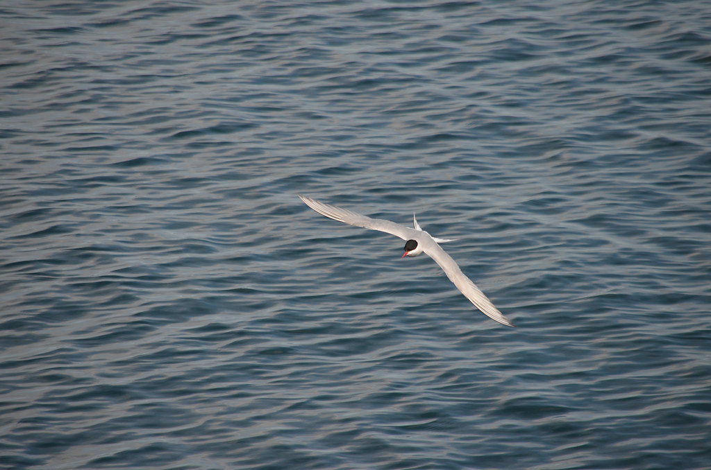 An Arctic Tern flies over a body of water.