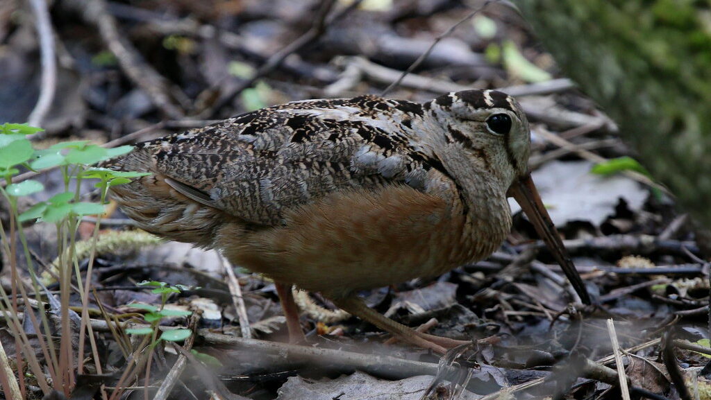 American Woodcock walking beneath tree branch on forest floor covered with dry leaves