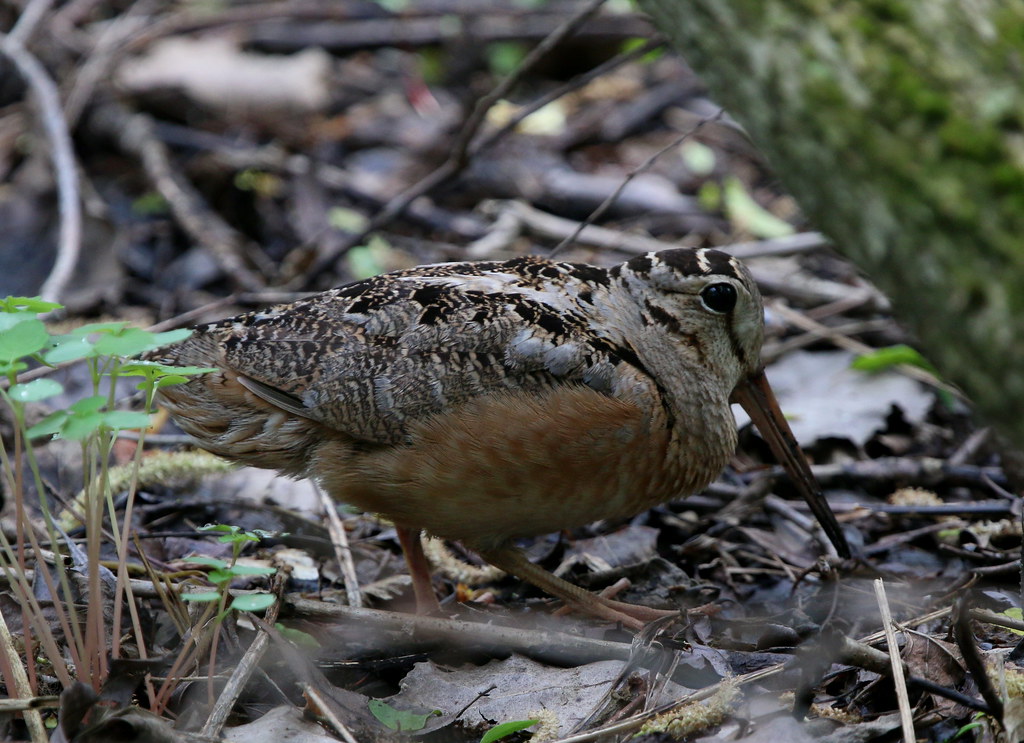 An American Woodcock with patterned plumage stands on the forest floor.