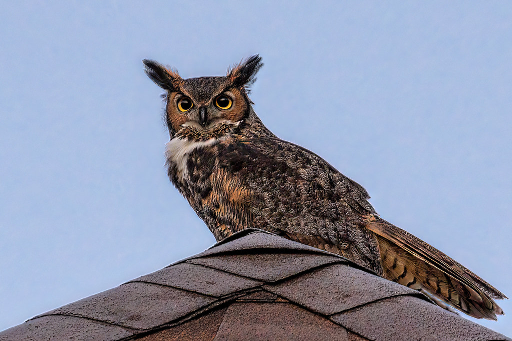 A South American great horned owl sits perched.