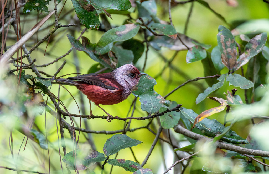 A Pink-headed Warbler with bright plumage faces left on a green branch.