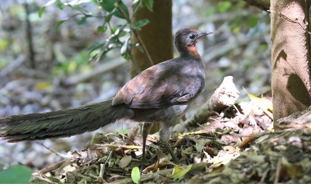 A Lyrebird is perched on the ground amidst foliage and fallen branches.