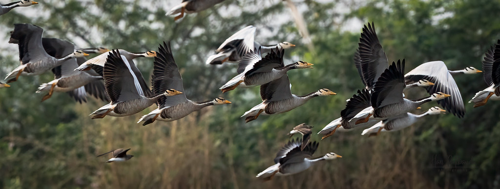 Bar-headed geese are flying in a group.