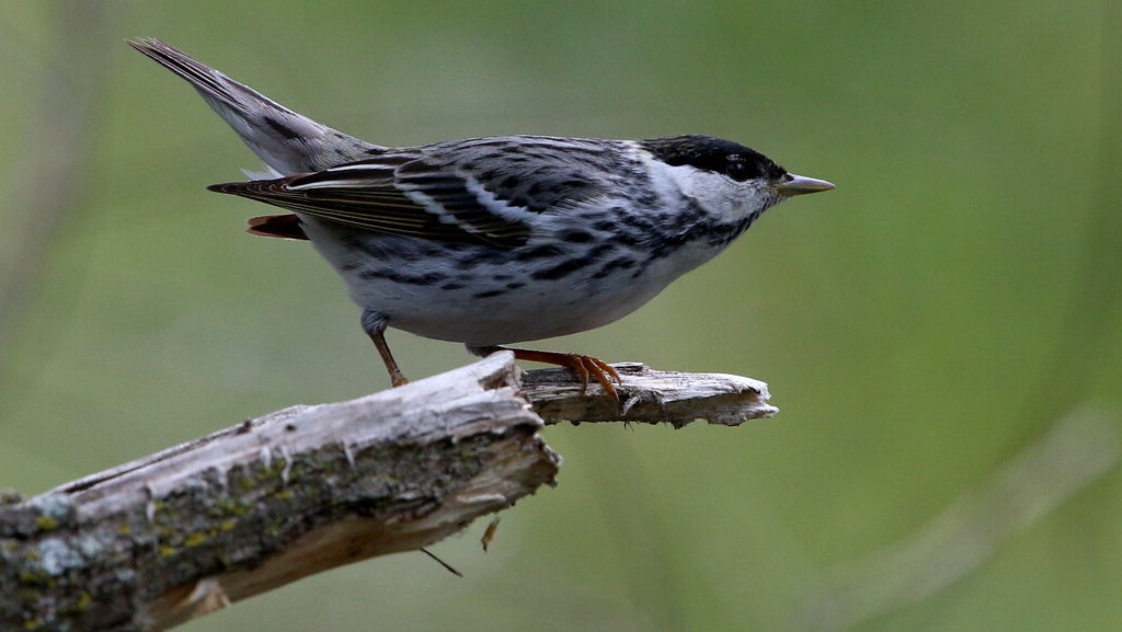 Blackpoll Warbler perched on the edge of a broken tree branch