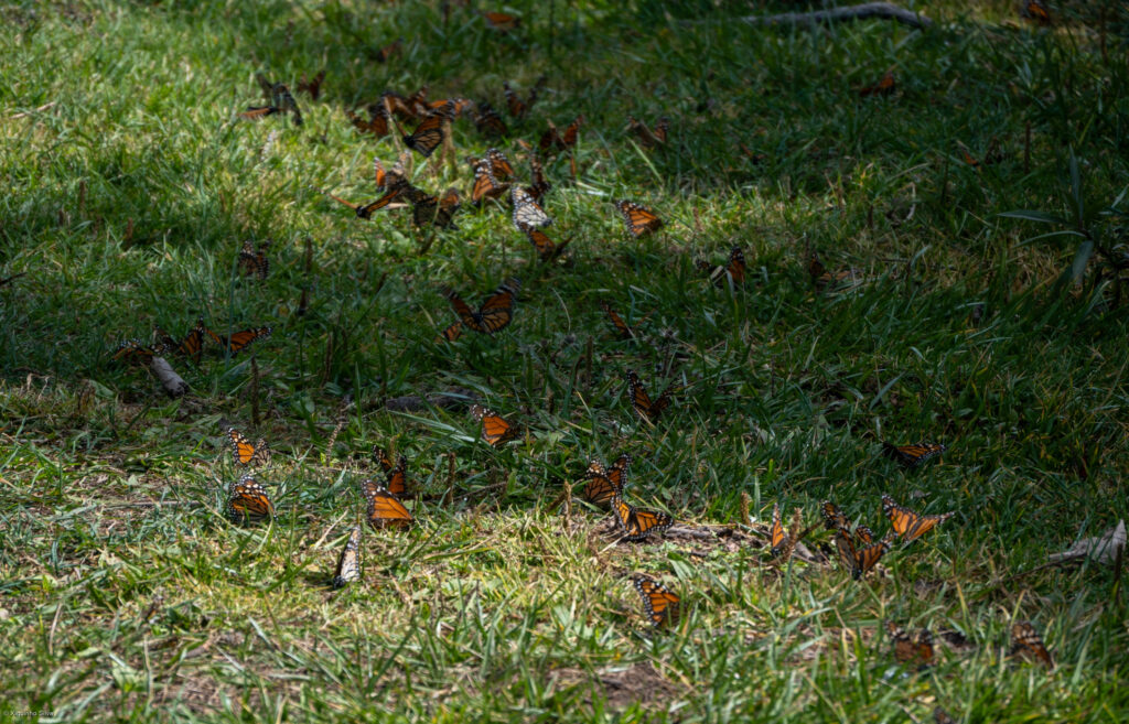 Monarch butterflies are scattered across a patch of green grass with dappled sunlight.
