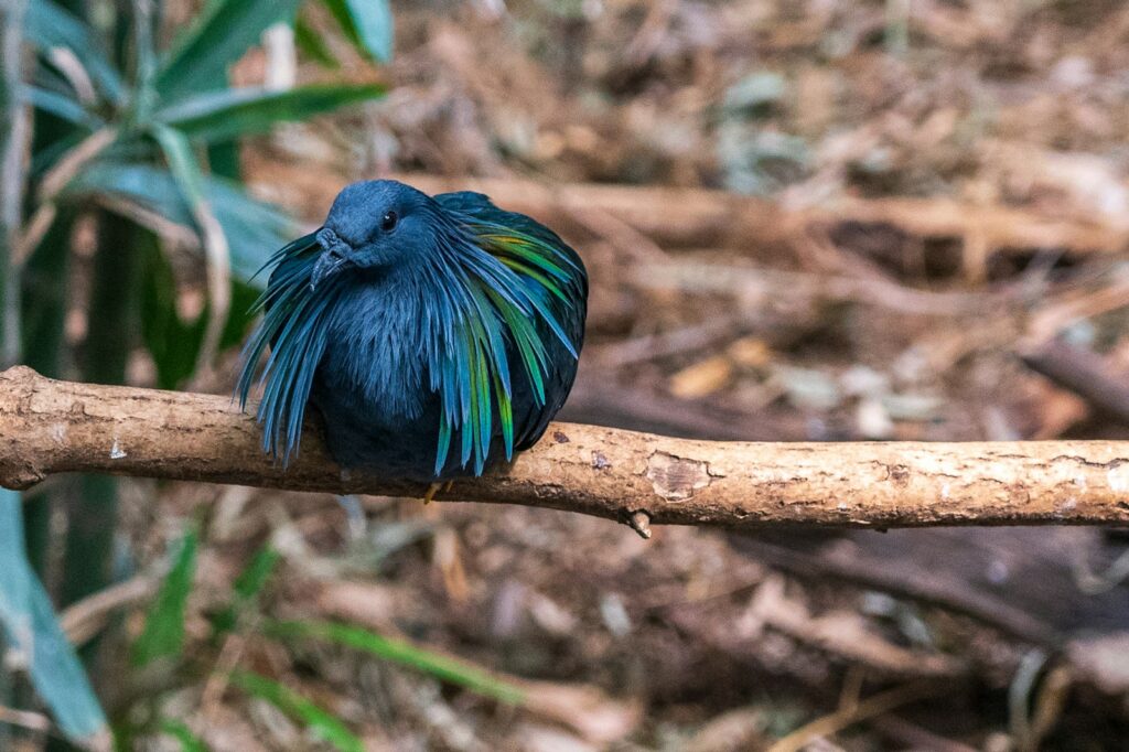A Nicobar pigeon perches on a branch, showing its vibrant iridescent neck feathers.
