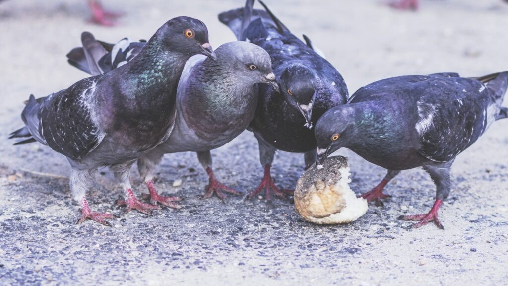 Several pigeons gather around a piece of food on the ground.