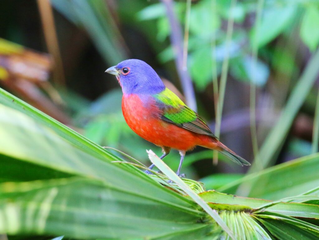 a painted bunting perched on a leaf